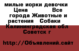 милые иорки девочки › Цена ­ 15 000 - Все города Животные и растения » Собаки   . Калининградская обл.,Советск г.